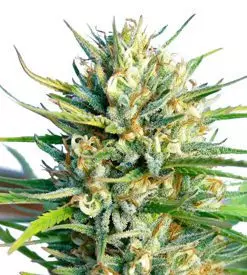 Lemon Ice marijuana seeds