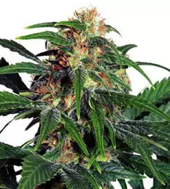 Light of jah ® feminized