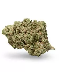 Limoncello Haze ® Autoflower Marijuana Seeds