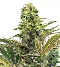 Limoncello haze ® feminized