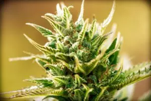 Read more about the article Cannabis Basics – Genetics Terminology