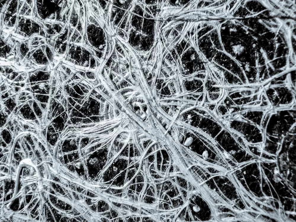 mycorrhizas root system