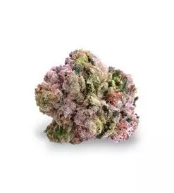 Rainbow kush feminized