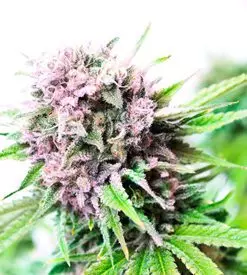 Rainbow kush feminized