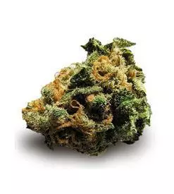 Super skunk autoflower Marijuana Seeds