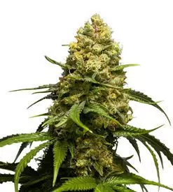 Super skunk autoflower Marijuana Seeds