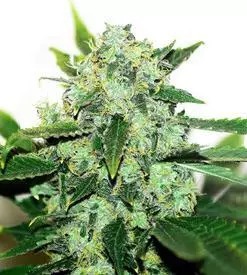 Thai skunk marijuana seeds