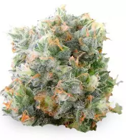 Waikiki queen feminized Cannabis Seeds