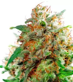 Waikiki queen feminized Cannabis Seeds