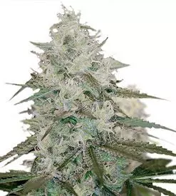 White queen feminized Cannabis Seeds