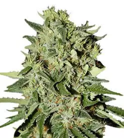 White widow autoflower Cannabis Seeds