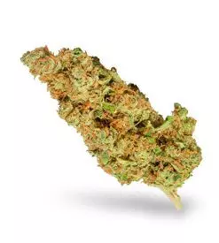 White widow feminized Marijuana Seeds