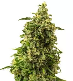 White widow Marijuana Seeds