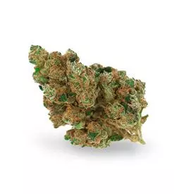 White widow xtrm ® autoflower Marijuana Seeds