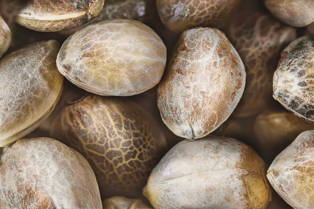 cannabis seeds