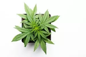 Read more about the article What Is Cannabis Micro Cultivation?