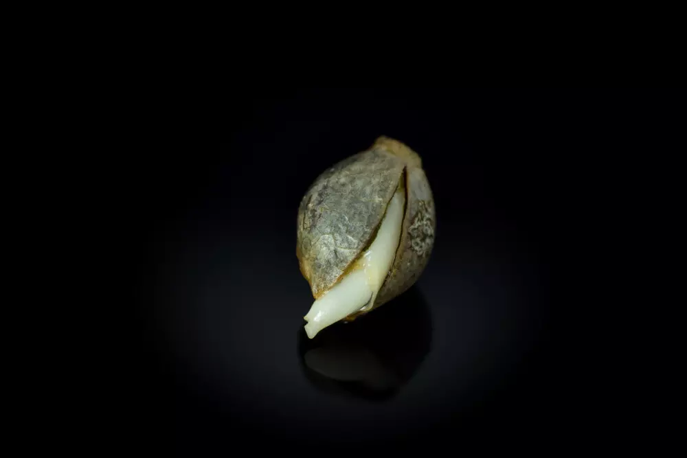 cannabis seed