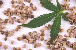 cannabis seeds