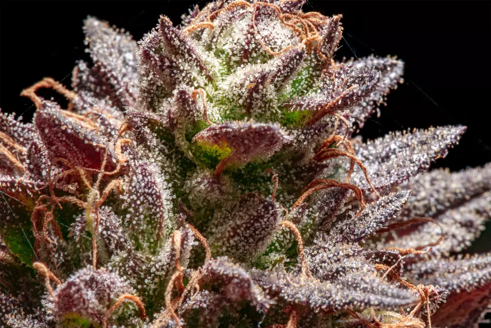 cannabis trichomes 1