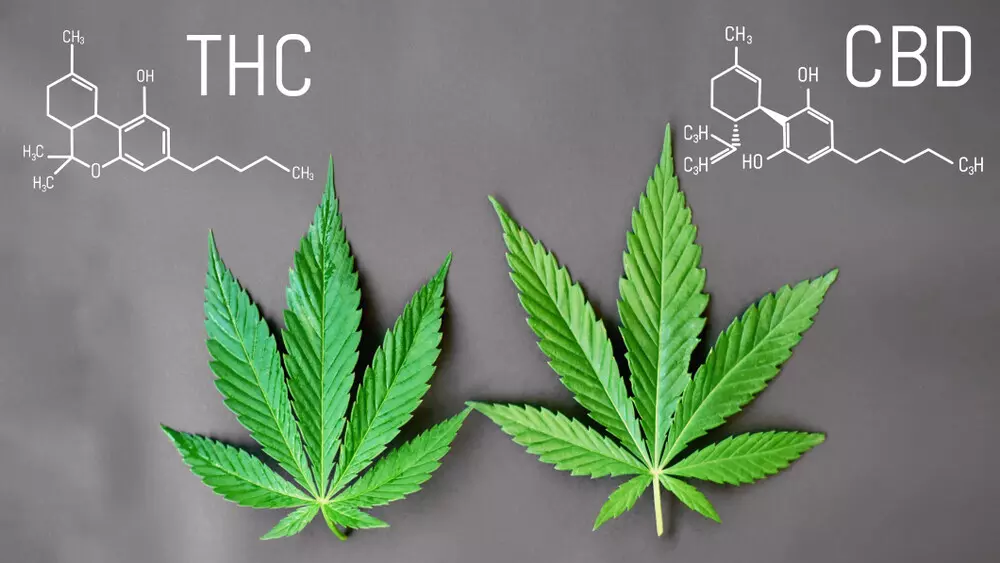 THC vs CBD