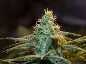 feminized-cannabis-plant