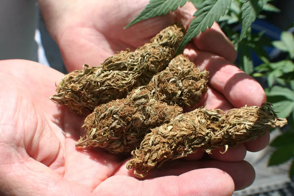 Can Cannabis Seeds high quality cannabis