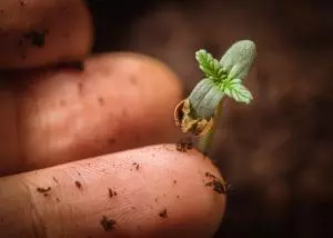 life cycle marijuana plant