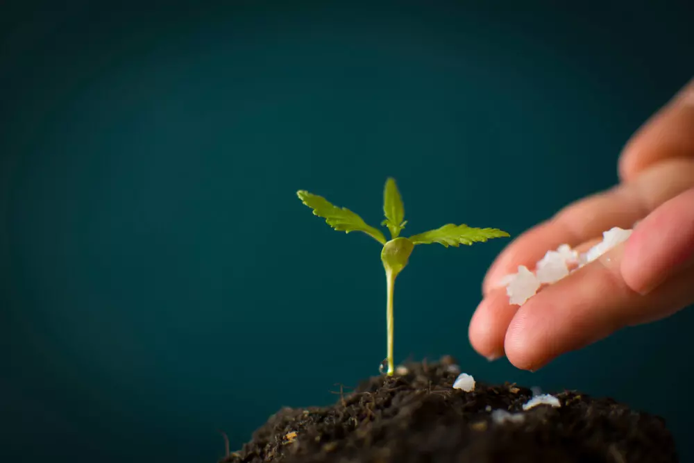 Fertilizing marijuana plant