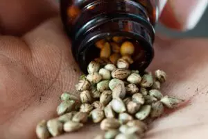 Read more about the article Can you touch weed seeds?