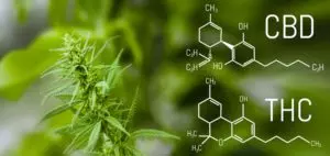 Read more about the article The Effects Of THC And CBD