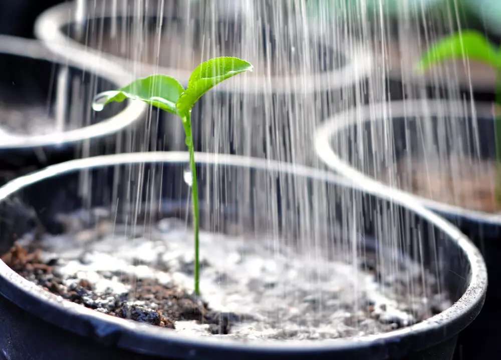 watering weed plant