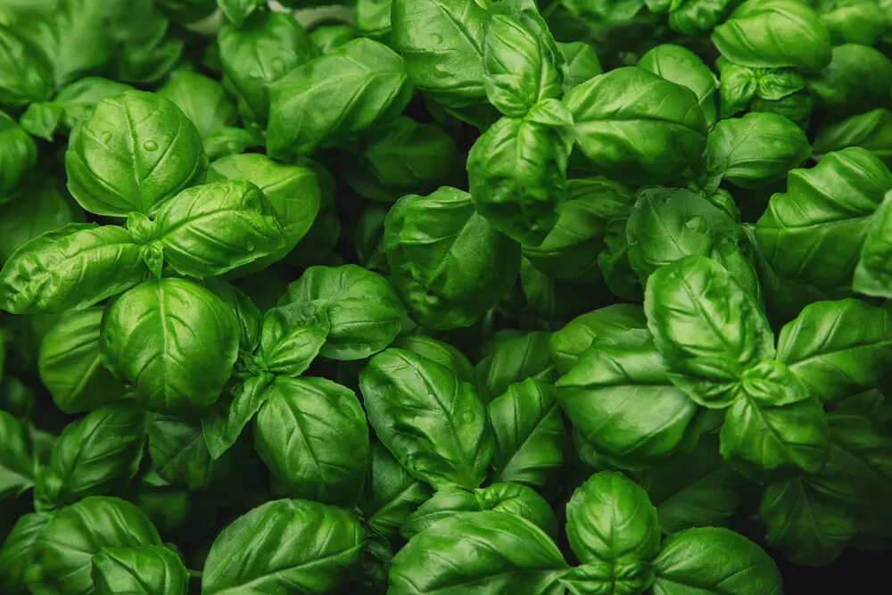 basil plant