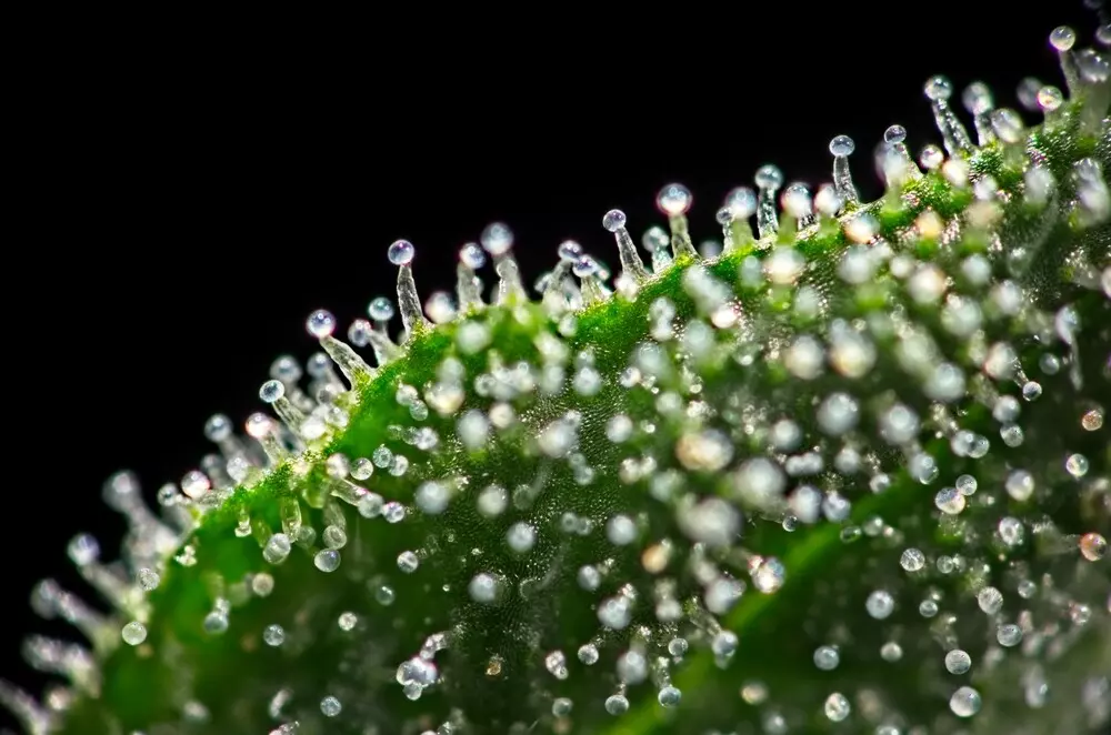 Cannabis trichomes