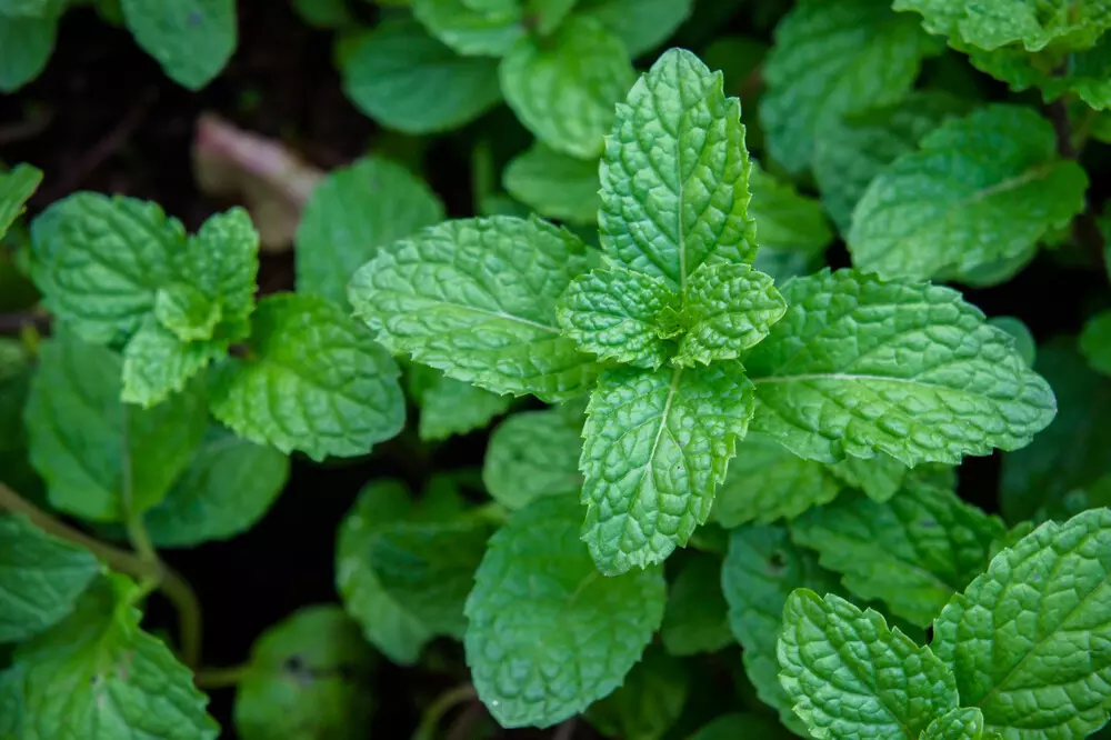 mint plant