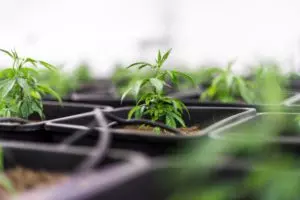 Read more about the article Cannabis Trellising – The 411