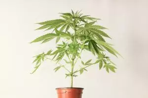 Read more about the article Understanding the Cannabis Plant