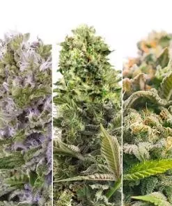 Auto Flower Fruit Basket Combo Pack Cannabis Seeds