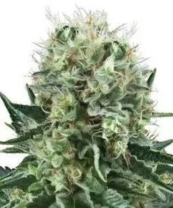 Big Bubble Feminized