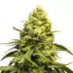 Avatar of marijuana for sale