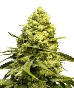 White Quinn CBD Feminized Marijuana Seeds