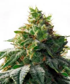 OG Mass Feminized Marijuana Seeds