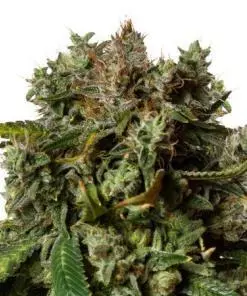 Orange Bud Autoflower Marijuana Seeds