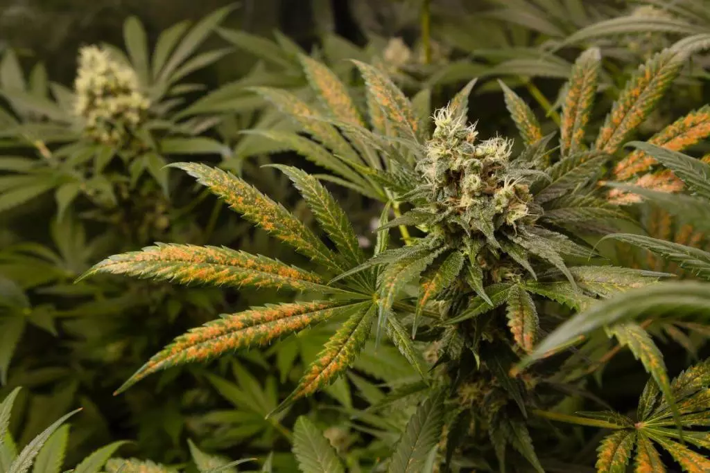 Cannabis plant with discoloured leaves