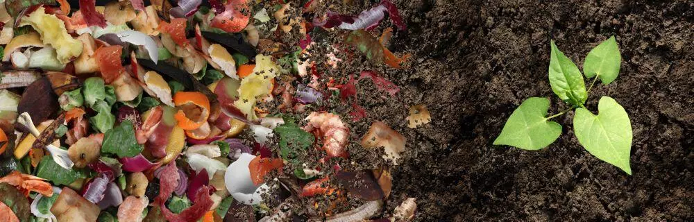 From compost to soil