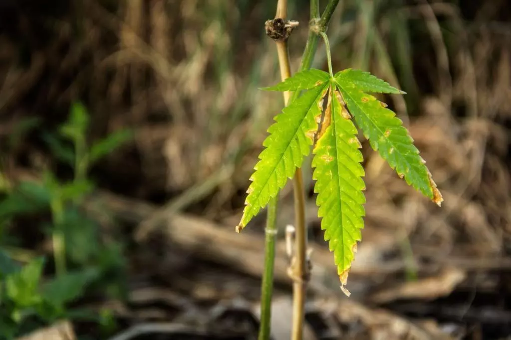 Early stage nutrient burn