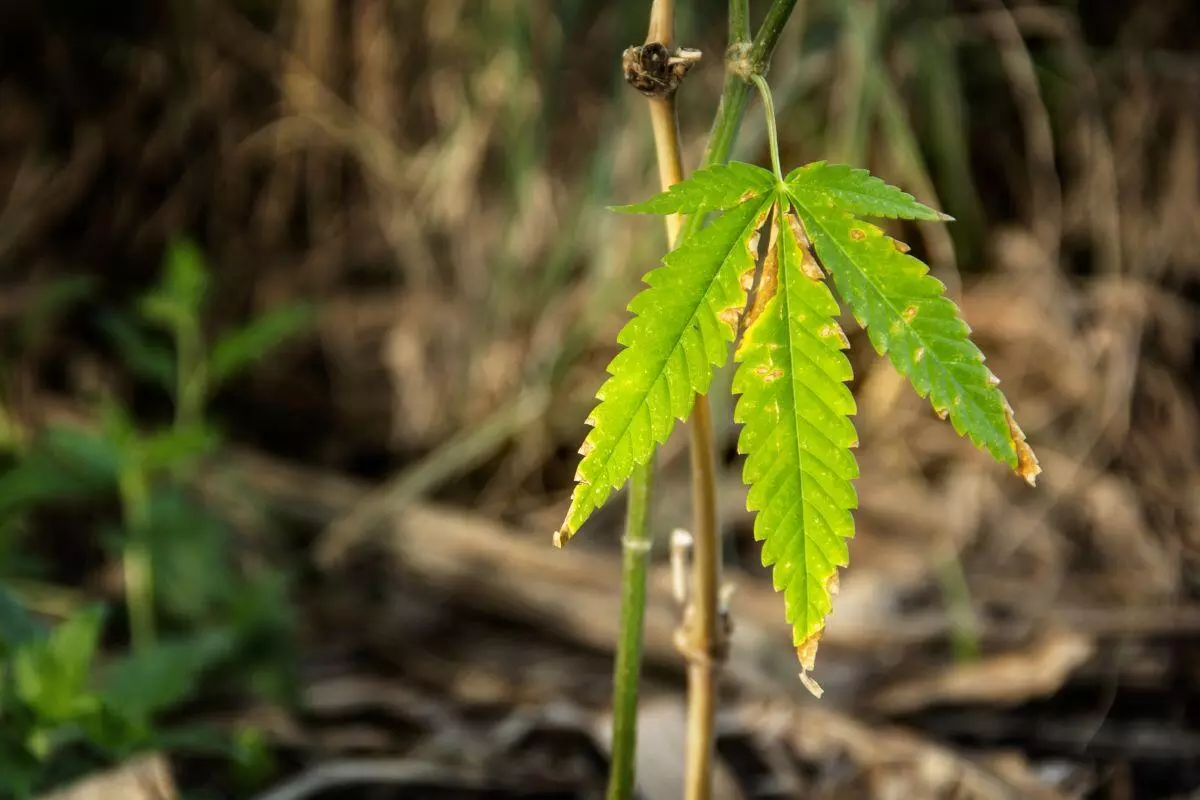 Are Cannabis Seeds Legal Early stage nutrient burn