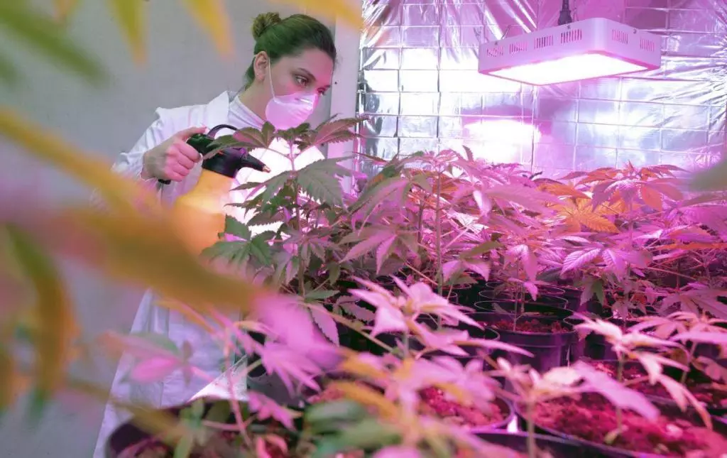 Marijuana hydroponics specialist kate lynch