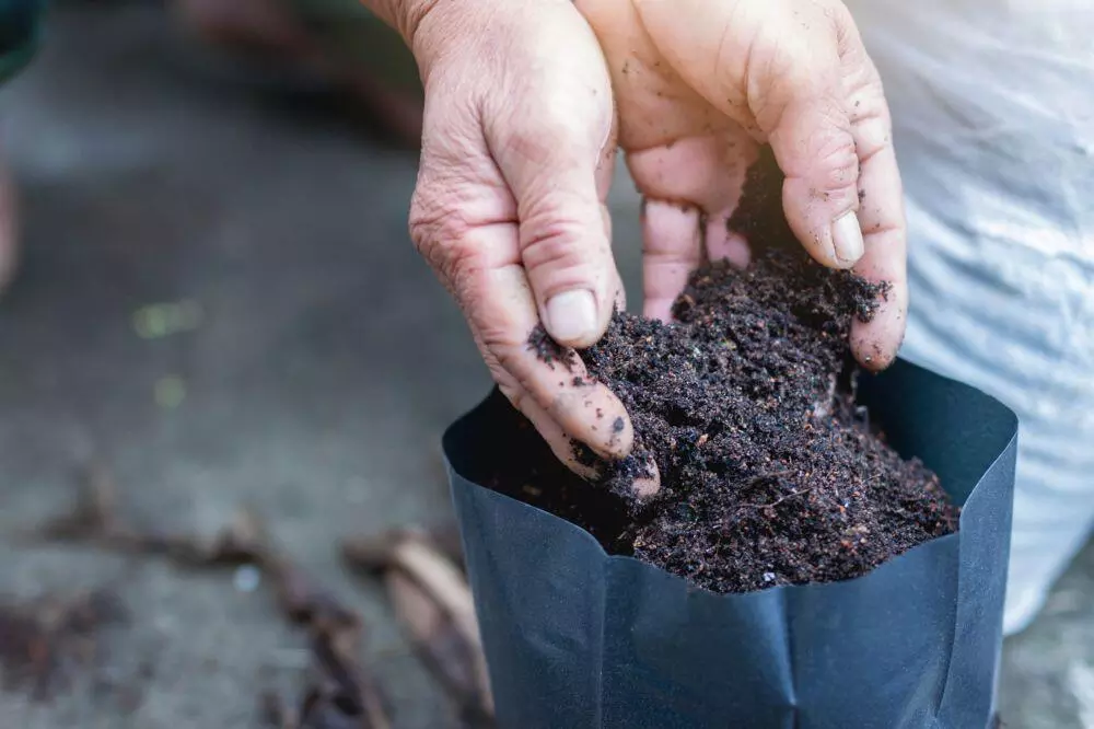 Cannabis soil