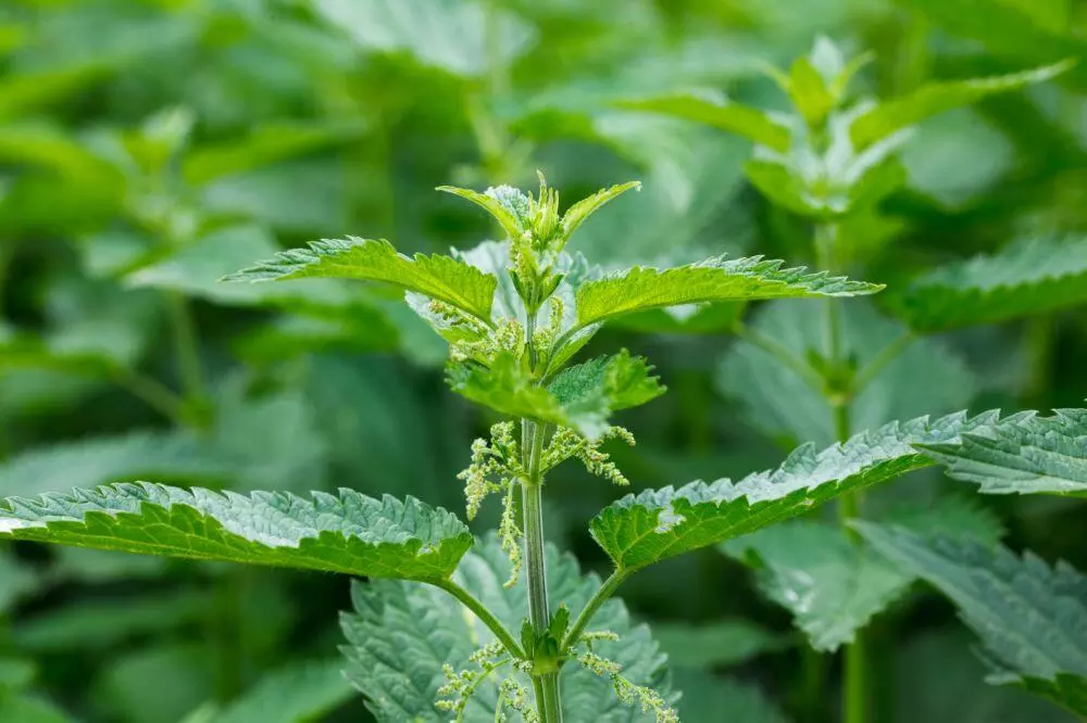 Stinging nettle