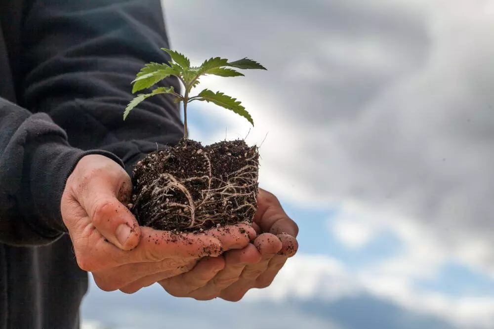 Are Cannabis Seeds Legal Young weed plant